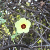 Hibiscus surattensis L.